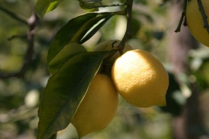 limoni (2)