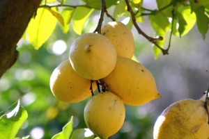 limoni